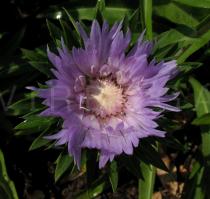 Stokesia laevis - Flower head - Click to enlarge!