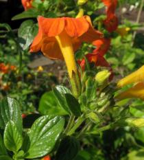 Streptosolen jamesonii - Flower, side view - Click to enlarge!