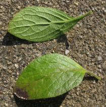 Streptosolen jamesonii - Upper and lower surface of leaf - Click to enlarge!