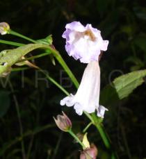 Strobilanthes pentstemonoides - Flowers - Click to enlarge!