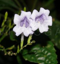 Strobilanthes wallichii - Flowers - Click to enlarge!