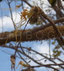 Strophanthus eminii - Flower - Click to enlarge!