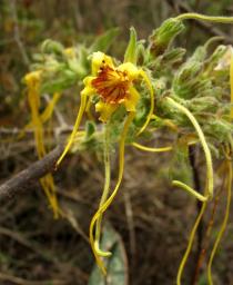 Strophanthus hispidus - Flower - Click to enlarge!