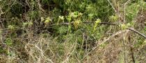 Strophanthus hispidus - Branch - Click to enlarge!
