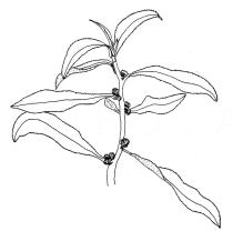 Struchium sparganophorum - Click to enlarge!