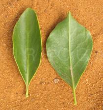 Struthanthus flexicaulis - Upper and lower surface of leaves - Click to enlarge!