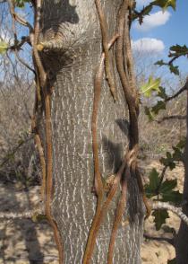 Struthanthus flexicaulis - Epicortical roots - Click to enlarge!