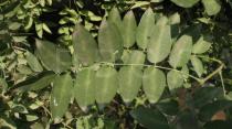 Styphnolobium japonicum - Leaf - Click to enlarge!