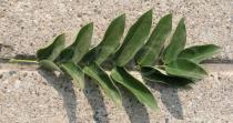 Styphnolobium japonicum - Upper surface of leaf - Click to enlarge!