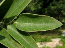 Styphnolobium japonicum - Upper surface of leaf close-up - Click to enlarge!