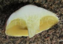 Suillus luteus - Fruit body in cross-section - Click to enlarge!