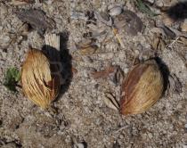 Syagrus coronata - Seeds - Click to enlarge!