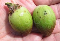 Syagrus coronata - Fruits - Click to enlarge!