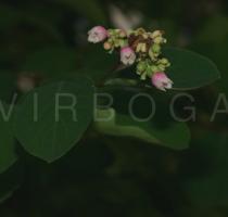 Symphoricarpos albus - Flowers - Click to enlarge!