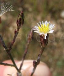 Symphyotrichum squamatum - Flower head side view - Click to enlarge!
