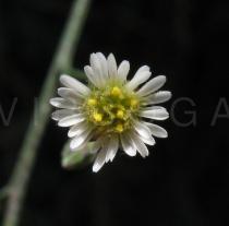 Symphyotrichum squamatum - Flower head - Click to enlarge!