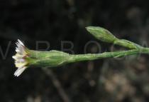 Symphyotrichum squamatum - Flowers, side view - Click to enlarge!