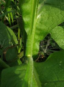 Symphytum officinale - Leaf insertion - Click to enlarge!