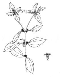 Synedrella nodiflora - Click to enlarge!