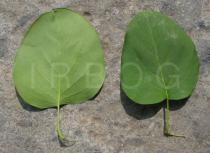 Syringa reticulata - Upper and lower surface of leaf - Click to enlarge!