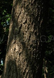 Syringa reticulata - Bark - Click to enlarge!