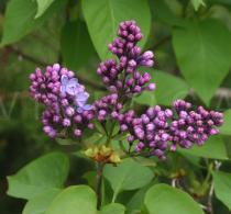 Syringa vulgaris - Inflorescence - Click to enlarge!