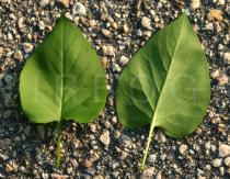 Syringa vulgaris - Leaf - Click to enlarge!