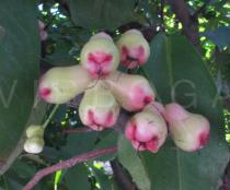 Syzygium aqueum - Fruits - Click to enlarge!