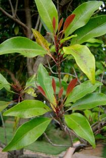 Syzygium aromaticum - Leaf - Click to enlarge!