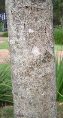 Syzygium aromaticum - Bark - Click to enlarge!