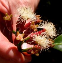 Syzygium aromaticum - Flowers - Click to enlarge!