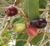 Syzygium cumini - Fruits - Click to enlarge!