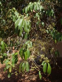 Syzygium cumini - Branches - Click to enlarge!
