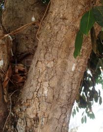 Syzygium cumini - Bark - Click to enlarge!