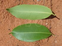 Syzygium cumini - Upper and lower surface of leaf - Click to enlarge!