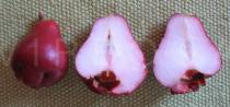 Syzygium malaccense - Fruits - Click to enlarge!