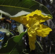 Tabebuia aurea - Flower - Click to enlarge!