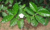 Tabernaemontana divaricata - Foliage - Click to enlarge!