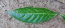 Tabernaemontana divaricata - Upper surface of leaf - Click to enlarge!