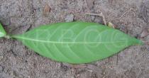 Tabernaemontana divaricata - Lower surface of leaf - Click to enlarge!