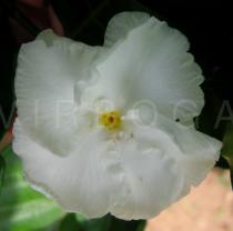 Tabernaemontana divaricata - Flower - Click to enlarge!