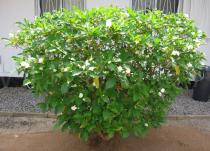 Tabernaemontana divaricata - Habit (pruned plant) - Click to enlarge!