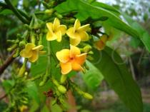 Tabernaemontana psychotrifolia - Flowers - Click to enlarge!