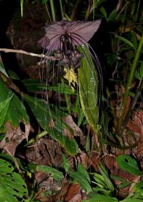 Tacca chantrieri - Inflorescence - Click to enlarge!