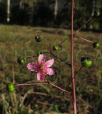 Talinum paniculatum - Flower - Click to enlarge!