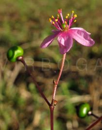 Talinum paniculatum - Flower, side view - Click to enlarge!