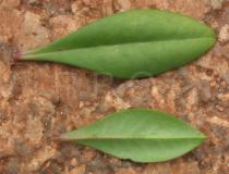 Talinum portulacifolium - Upper and lower surface of leaf - Click to enlarge!