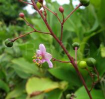 Talinum portulacifolium - Flower - Click to enlarge!