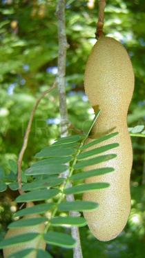 Tamarindus indica - Fruit - Click to enlarge!