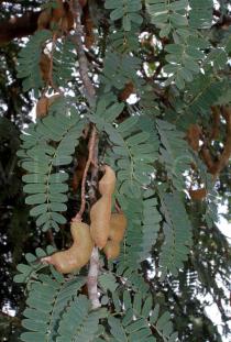 Tamarindus indica - Branch with fruits - Click to enlarge!